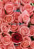 Mary, Tome 1 - 50 Ça se tente
