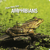 How they live... Amphibians - Learn All There Is to Know About These Animals!
