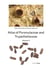 Atlas of Pyrenulaceae and Trypetheliaceae Vol 3 - Lichenized Ascomycota