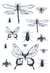 Transfert thermocollant Insecte - A4