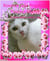Princess Meowy - A story about a lovely cat