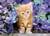 Puzzle 500 pièces - High Quality Collection - Ginger cat in flowers