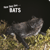 How they live... Bats - Learn All There Is to Know About These Animals!
