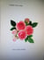Radcliff Rose Crown