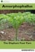 Amorphophallus: The Elephant Foot Yam