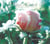 Roses de cristal - CD