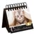 365 jours chats et chatons - calendrier Geo
