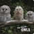 How they live... Owls - Learn All There Is to Know About These Animals!
