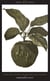 Forbidden Fruit - From the Letters of Abelard and Heloise