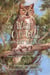 How Wise Old Owl Got His Name - Lessons With Wise Old Owl, #1