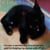I'm Leo, a service dog in a cat jacket, and I'm helping my owner with PTSD - How I help my owner with her  Post Traumatic Stress Disorder, and Overstimulation