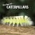 How they live... Caterpillars - Learn All There Is to Know About These Animals!