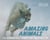 Amazing Animals - The Remarkable Things That Creatures Do