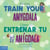 How to Train Your Amygdala / Cómo entrenar tu amígdala