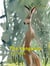 The Kangaroo for Kids - Cool Animals for Kids, #4
