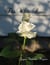 The White Rose - The Rose OF Magic, #2