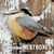 How they live... Birds and nestboxes - Learn All There Is to Know About These Animals!
