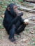 Charlie the Chimps Day Out