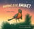 Anyone Else Awake? - A Dawn Chorus