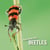 How they live... Beetles - Learn All There Is to Know About These Animals!