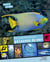 Extraordinaires poissons de mer