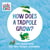 How Does a Tadpole Grow? - Life Cycles with The Very Hungry Caterpillar