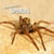 How they live... Spiders - Learn All There Is to Know About These Animals!