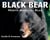 Black Bear - North America's Bear