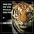 Urban Tiger Book Seven Who Killed Denise Franz? - Urban Tiger, #1