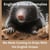 English Animal Anomolies! Mo Mole Coming to Grips With His English Gripes - ENGLISH ANIMAL ANOMALIES!, #1