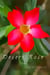 Desert Rose