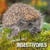 How they live... Insectivores - Learn All There Is to Know About These Animals!