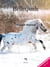 Appaloosa - Le destin atypique d'une jeune fille
