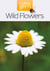 Wild Flowers