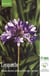 L'agapanthe - Botanique, physiologie, pathologie et culture pour la fleur coupée