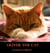 Oliver the Cat