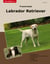 Traumrasse Labrador Retriever
