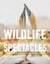 Wildlife Spectacles - Mass Migrations, Mating Rituals, and Other Fascinating Animal Behaviors