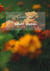 Band I - Blumen