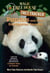 Pandas and Other Endangered Species - A Nonfiction Companion to Magic Tree House Merlin Mission #20: A Perfect Time for Pandas