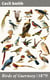 Birds of Guernsey (1879) - And the Neighbouring Islands: Alderney, Sark, Jethou, Herm; Being a Small Contribution to the Ornitholony of the Channel Islands