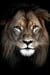 Toile - Lion - 30 cm x 45 cm