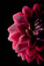 Impression sur verre - Dahlia - 45 cm x 65 cm