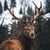 Tableau sur verre regard d'un cerf 30x30 cm