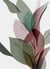 Toile Ceanothe - Tropical - 30 x 45 cm 