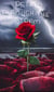 Petals through the Storm
