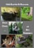 Des Chats et des Hommes - Roman