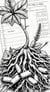 African Medicine: The Unbroken Root