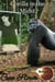 Gorilla in the Midst Eclipse 4