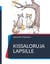 Kissaloruja lapsille - Kissoista